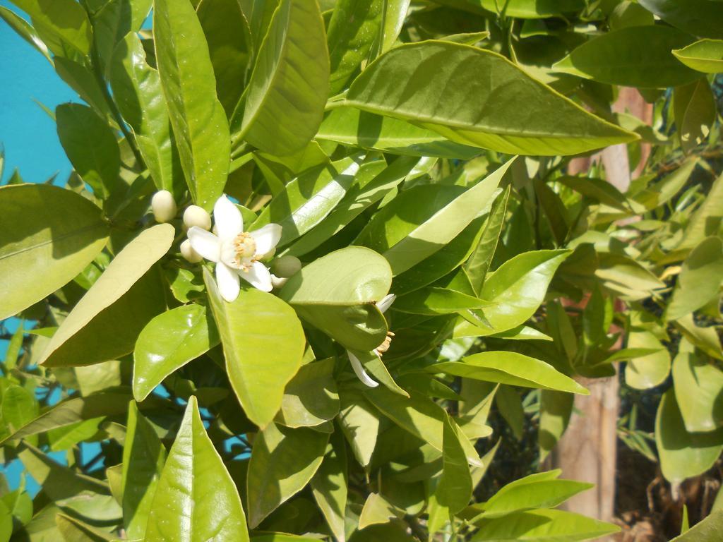 Riad Passiflora Fez Esterno foto