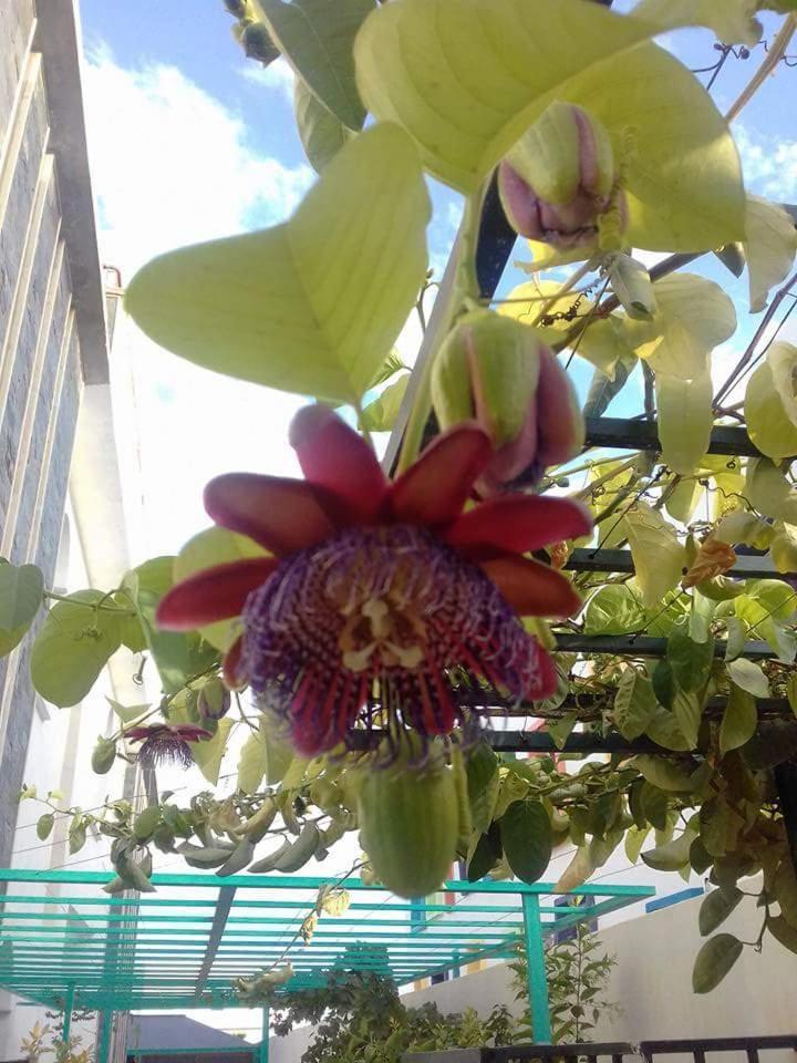 Riad Passiflora Fez Camera foto